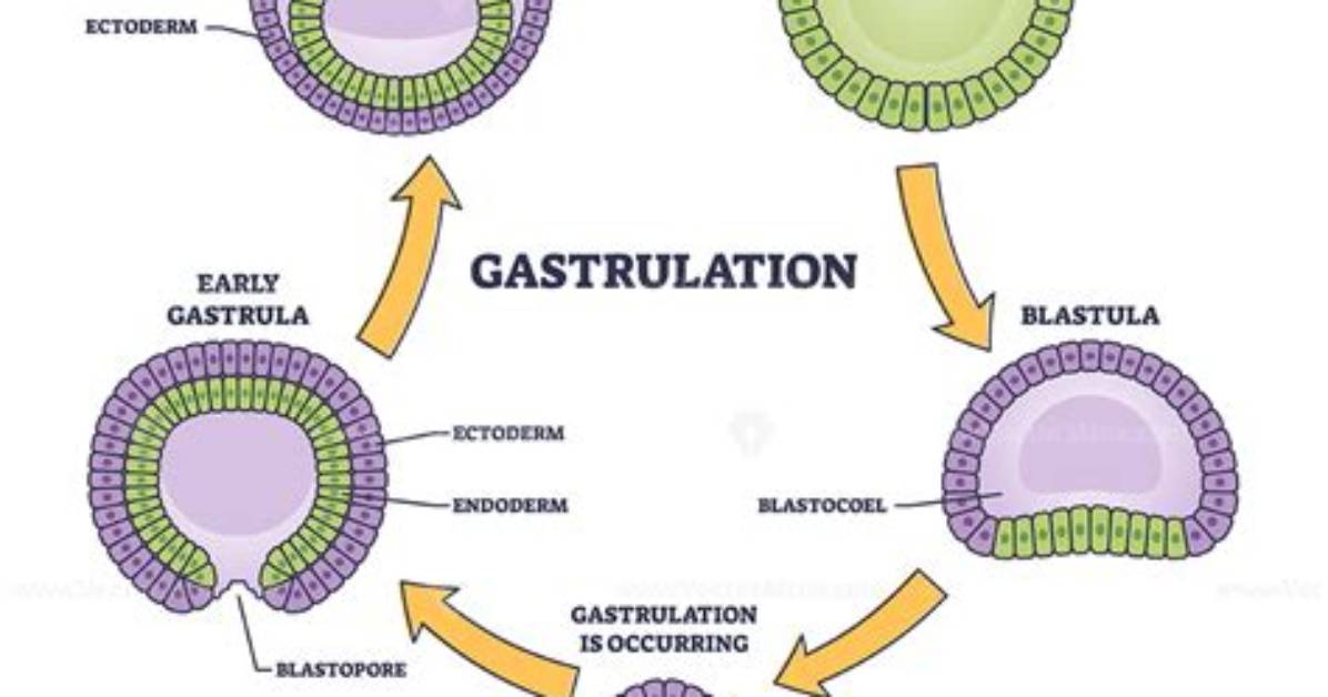 When Does Gastrulation Occur Quizlet?