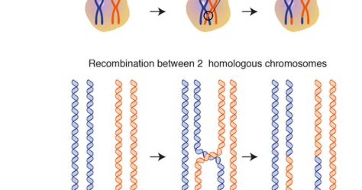 When Does Homologous Recombination Occur?