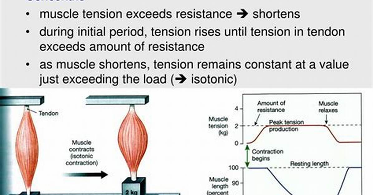 When Does Isotonic Contraction Occur?