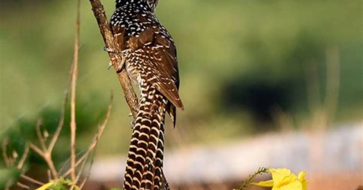 When Does Koel Sing?