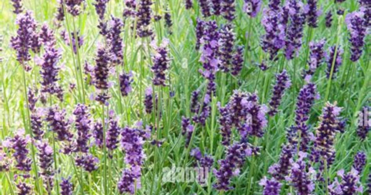 When Does Lavandula Angustifolia Bloom?