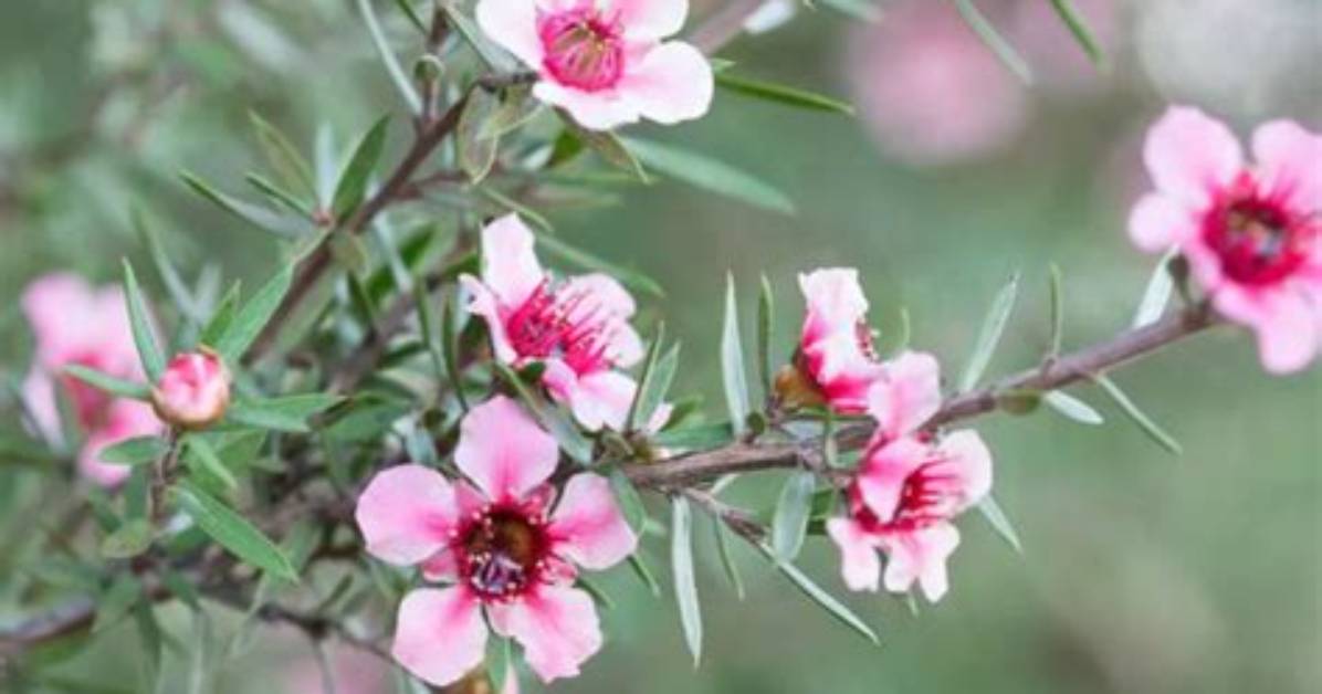 When Does Leptospermum Flower?