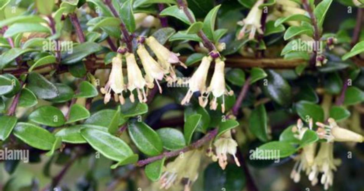 When Does Lonicera Flower?