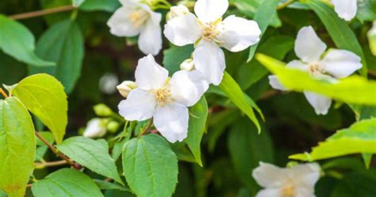 When Does Mock Orange Flower?
