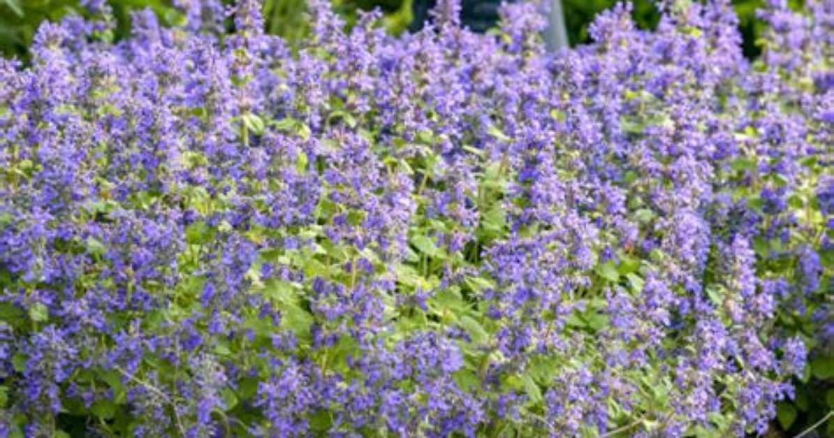 When Does Nepeta Bloom?