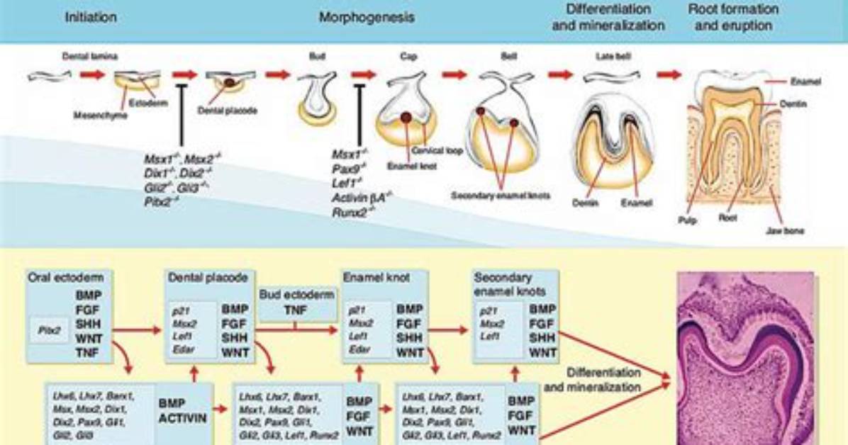 When Does Odontogenesis Start?