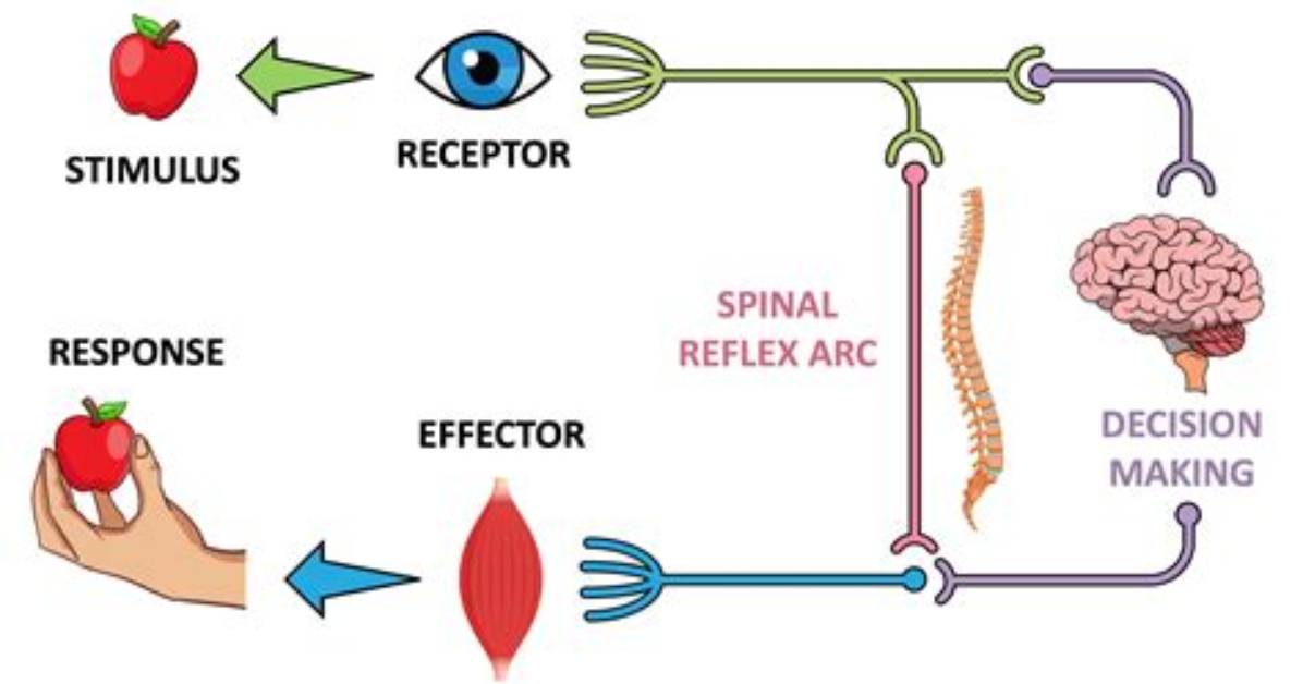 When Does Orienting Response Occur?