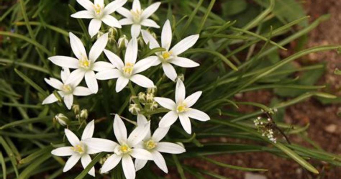 When Does Ornithogalum Flower?