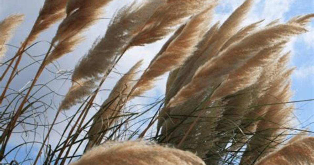 When Does Pampas Grass Bloom?
