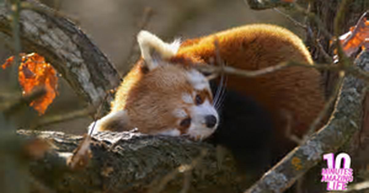 When Does Panda Close - Lisbd-Net. Com