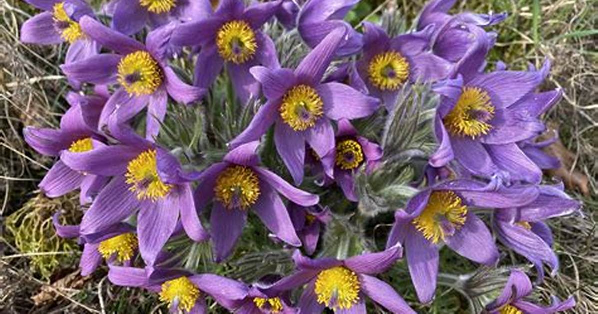 When Does Pasque Flower Flower?