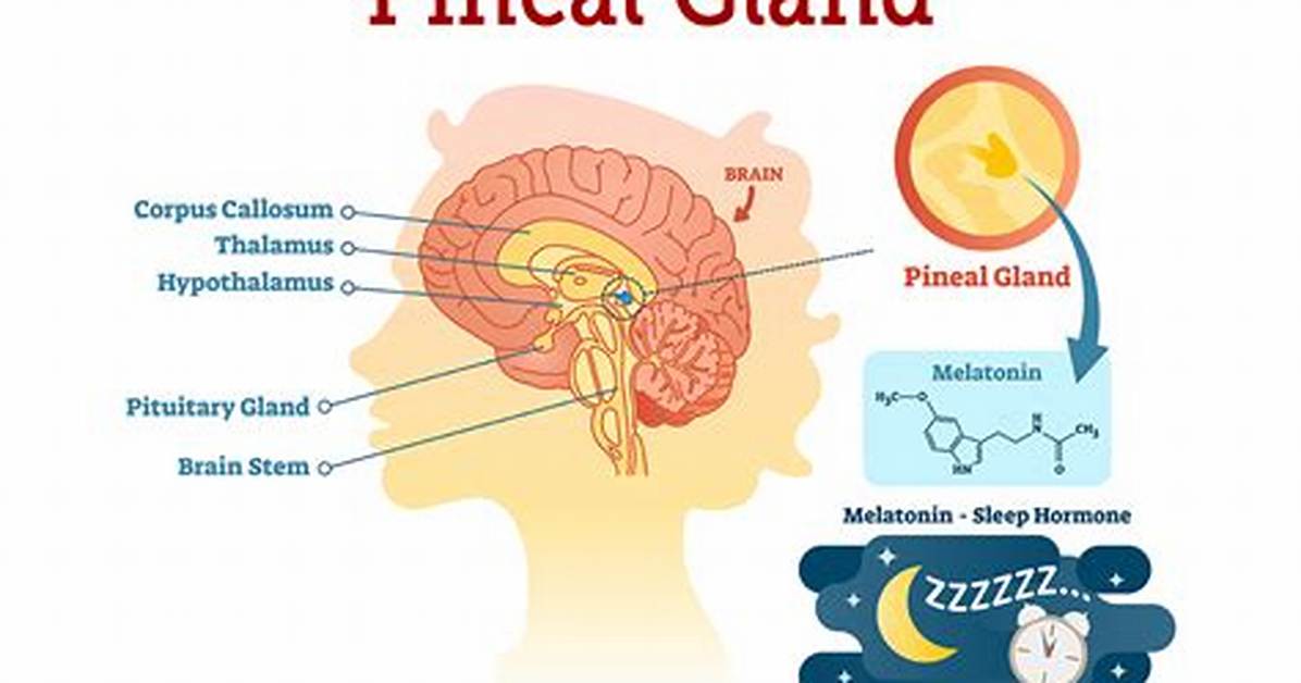 When Does Pineal Gland Develop?
