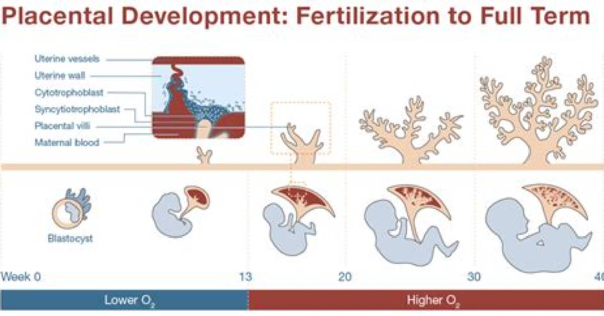 When Does Placenta Finish Forming?