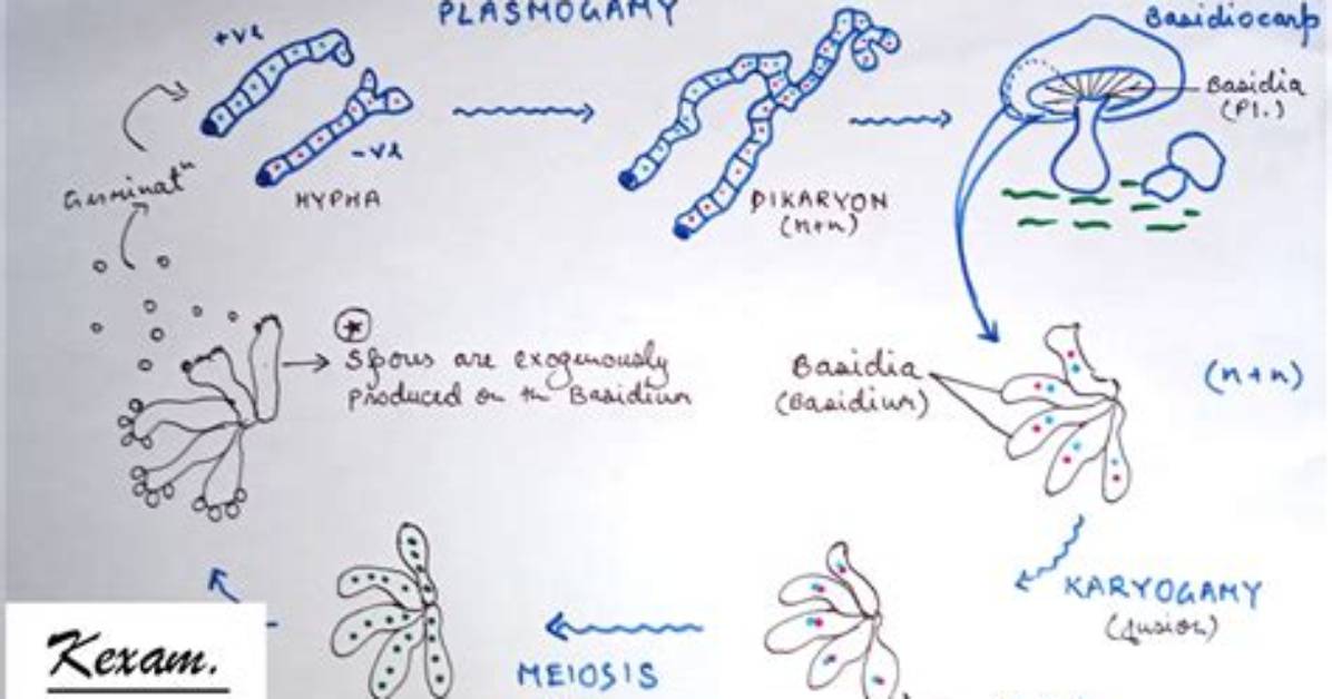 When Does Plasmogamy Occur?