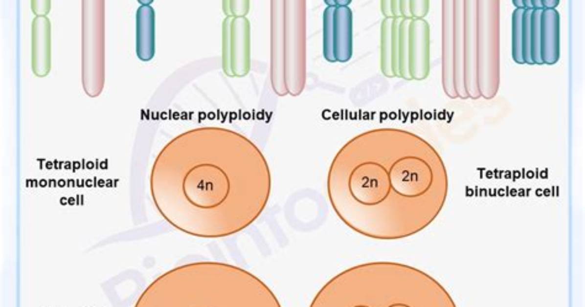 When Does Polyploidy Occur?