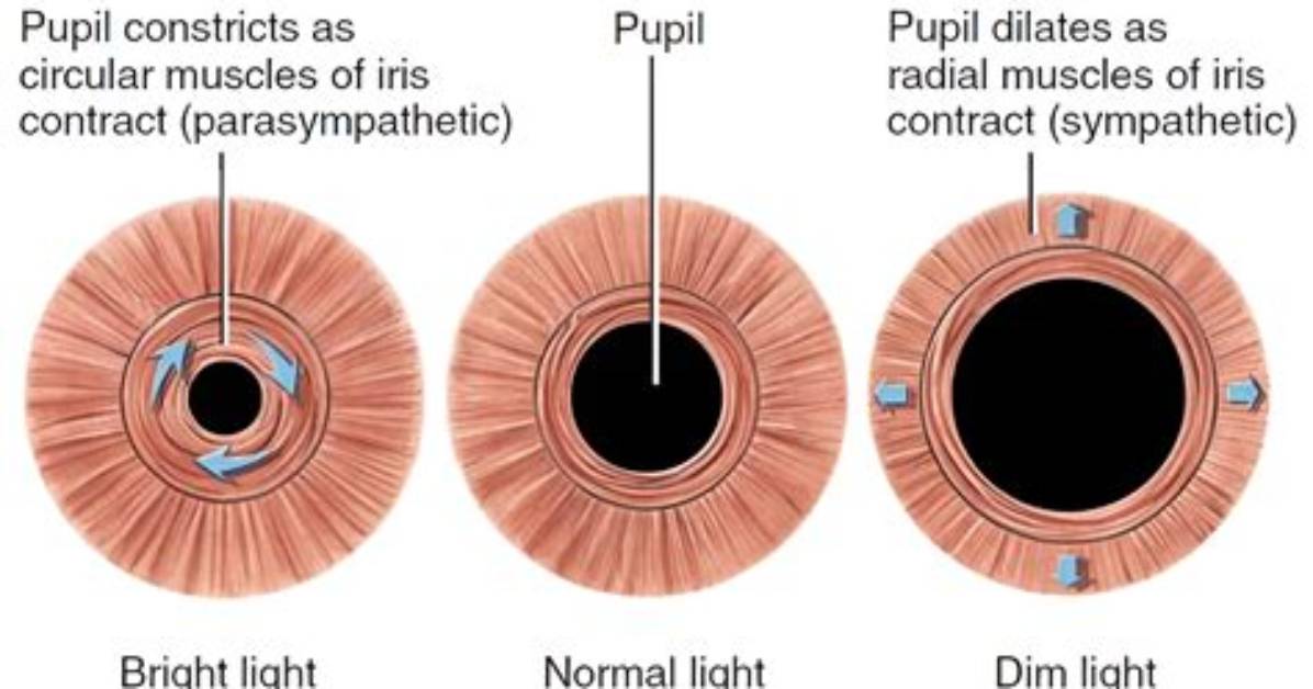 When Does Pupil Constricts?