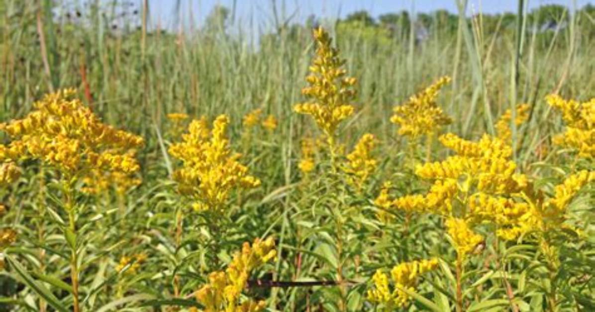 When Does Ragweed Bloom?