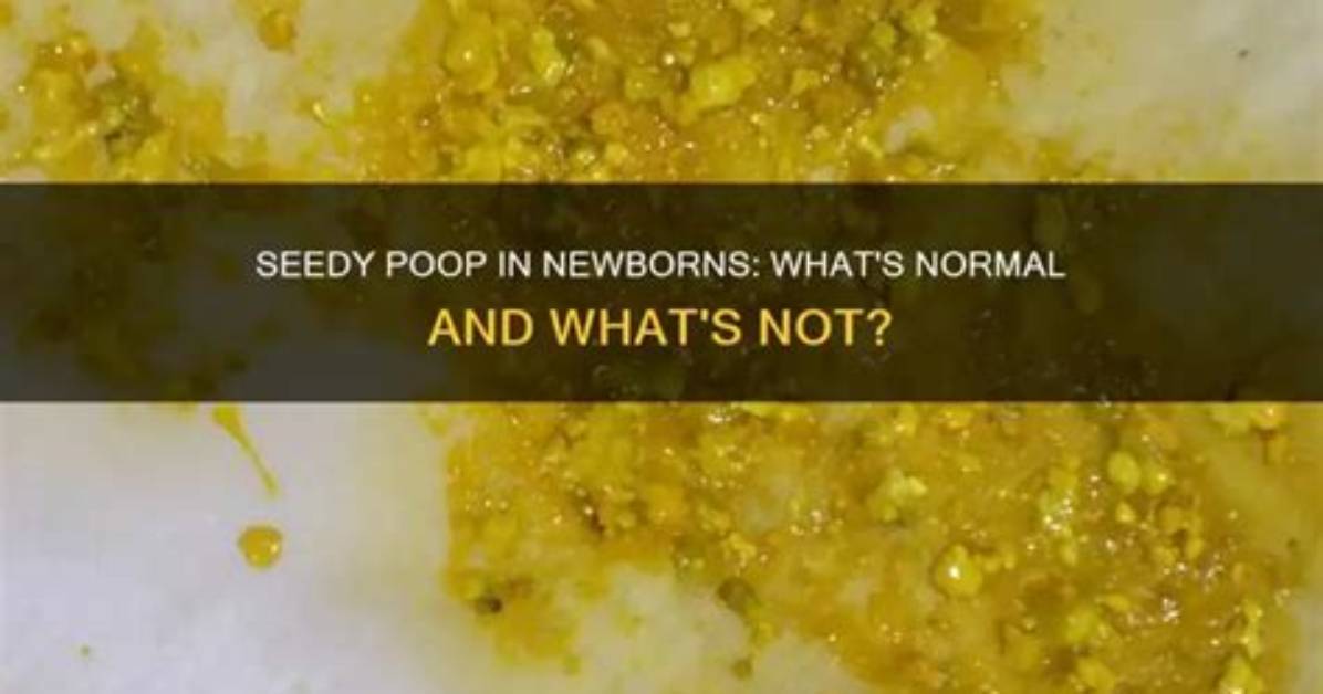 When Does Seedy Poop Start?