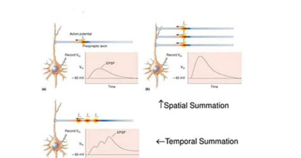 When Does Spatial Summation Occur?