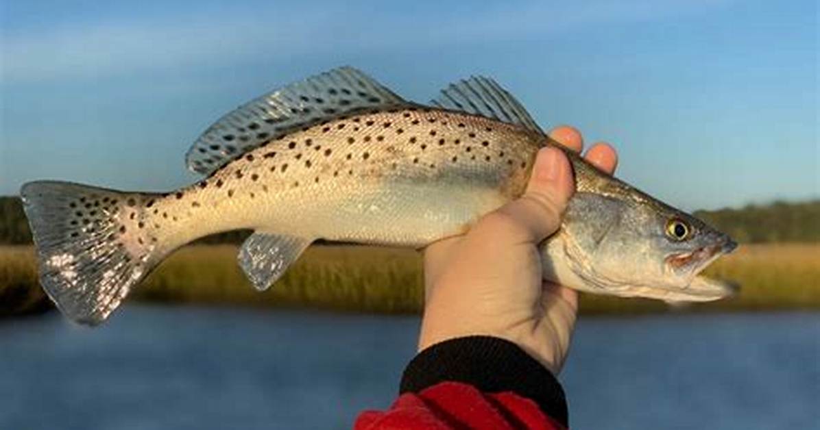 When Does Speckled Trout Open?