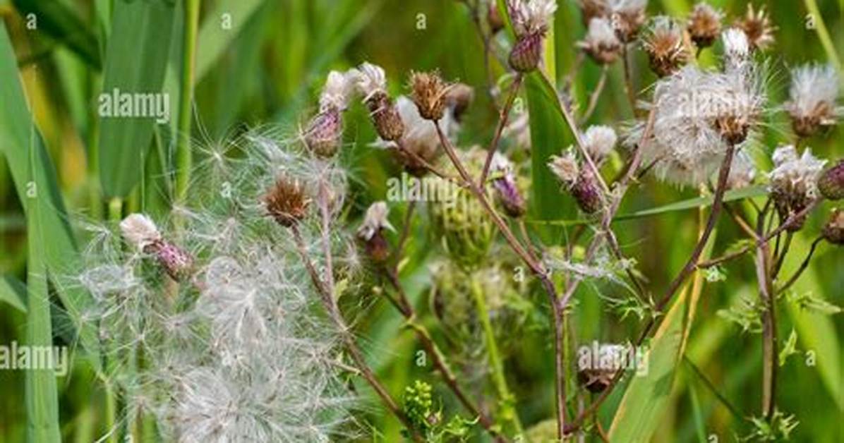 When Does Star Thistle Go to Seed?