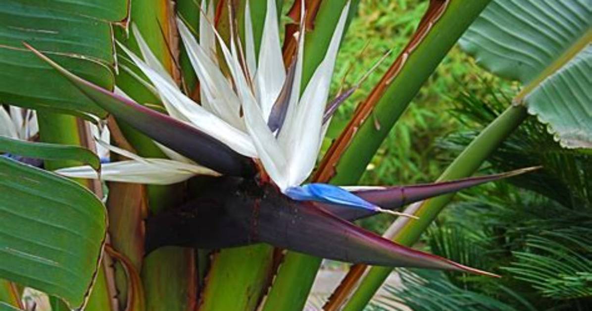 When Does Strelitzia Nicolai Bloom?