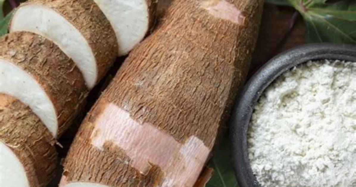 When Does Tapioca Come from?