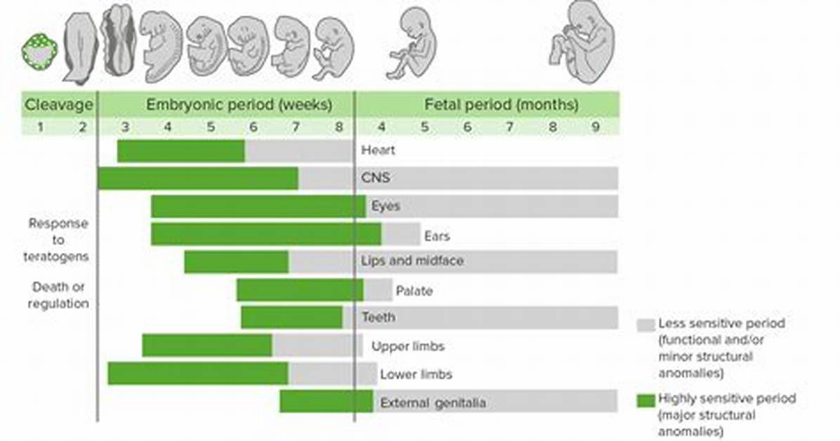 When Does Teratogenesis Occur?