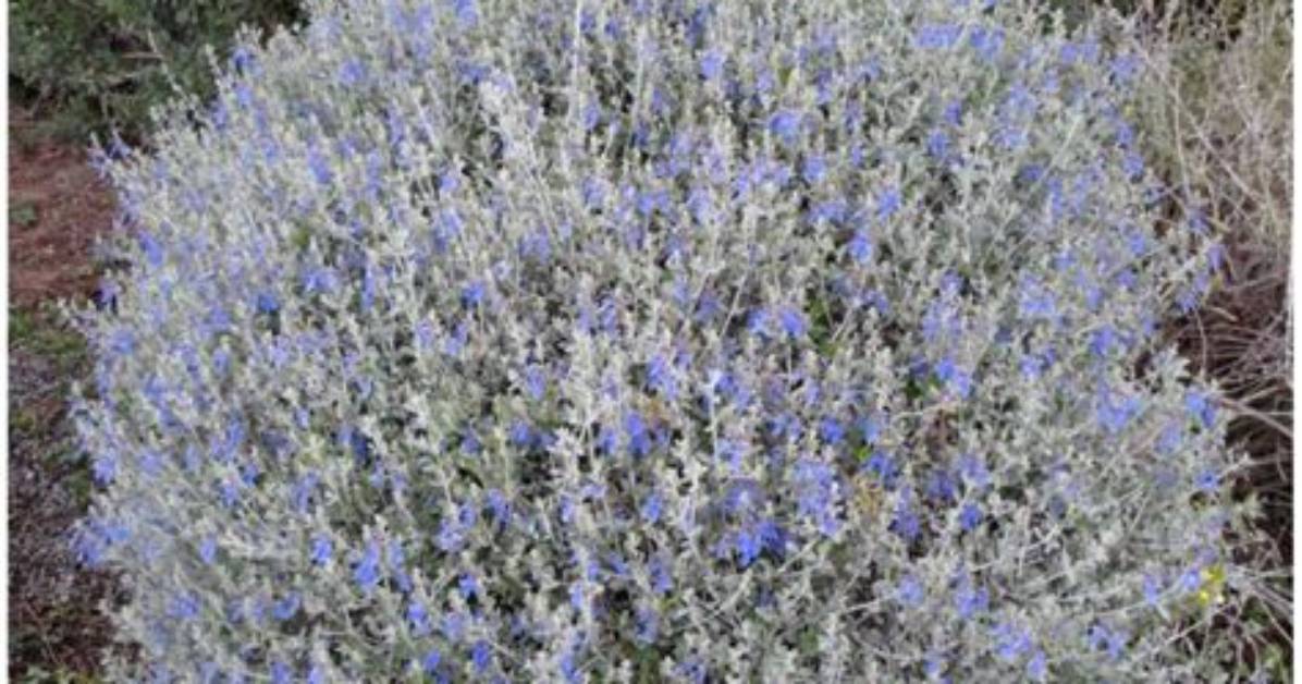 When Does Teucrium Flower?