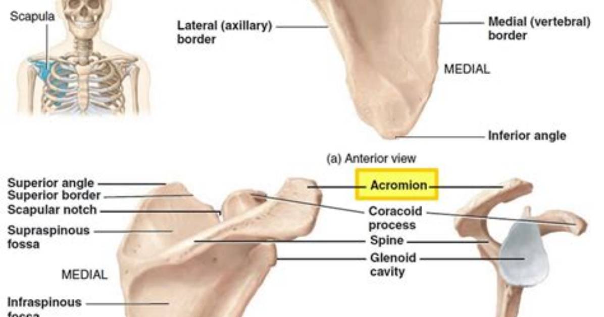 When Does the Acromion Fuse?