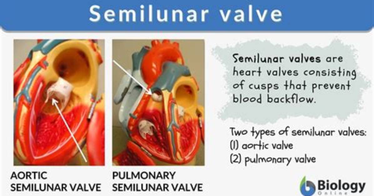When Does the Aortic Semilunar Valve Close?