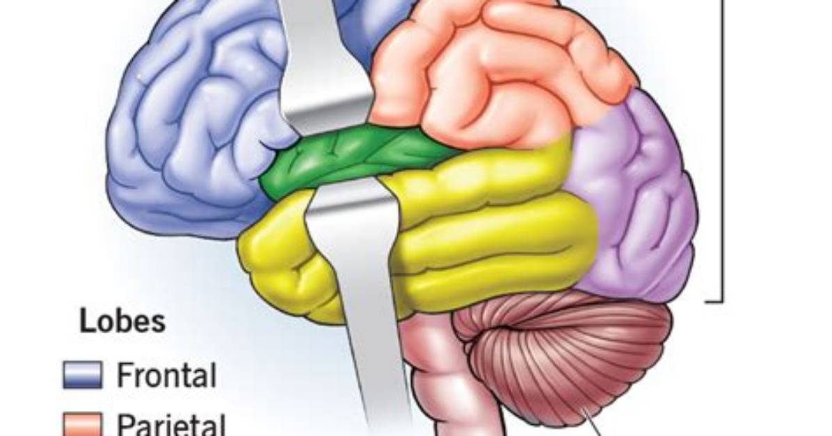 When Does the Cerebrum Develop in a Fetus?
