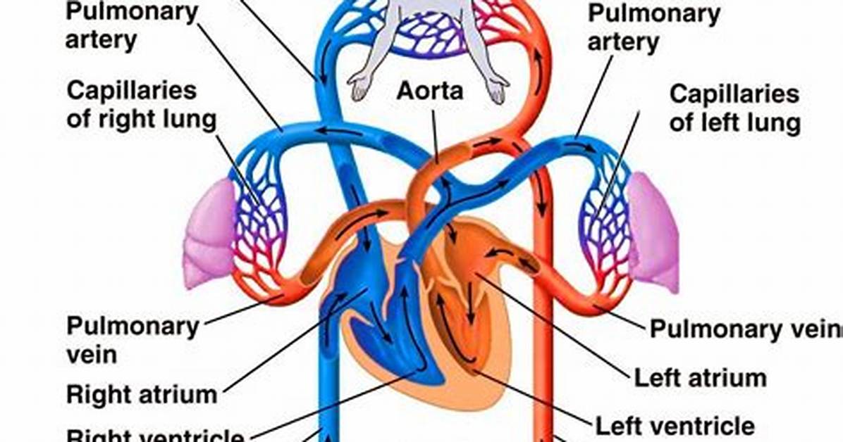 When Does the Circulatory System Develop in a Fetus?