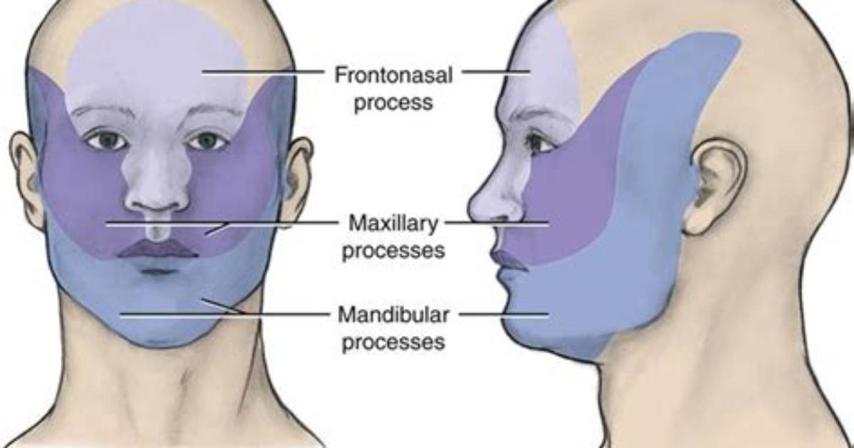 When Does the Frontonasal Process?