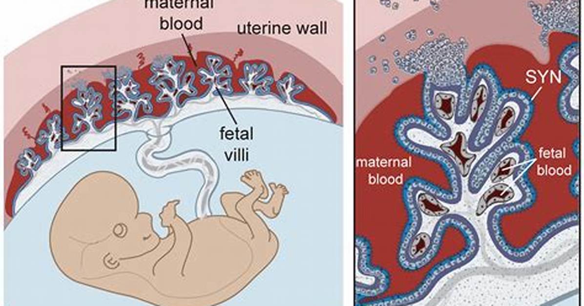 When Does the Placenta Develop and Take over?