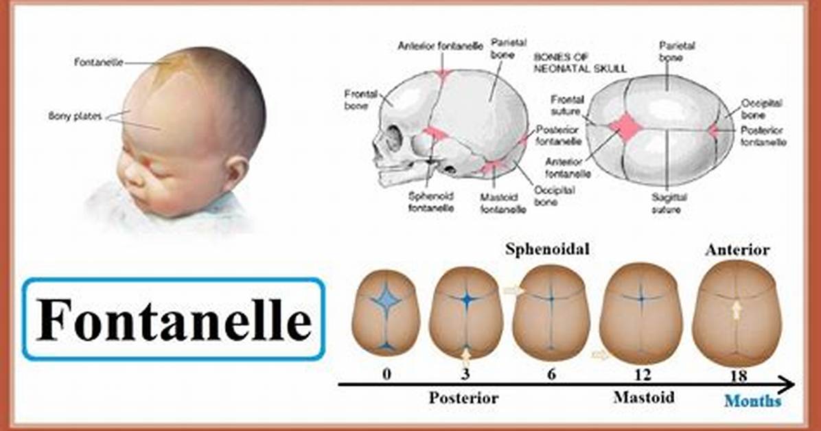 When Does the Posterior Fontanelle Close?