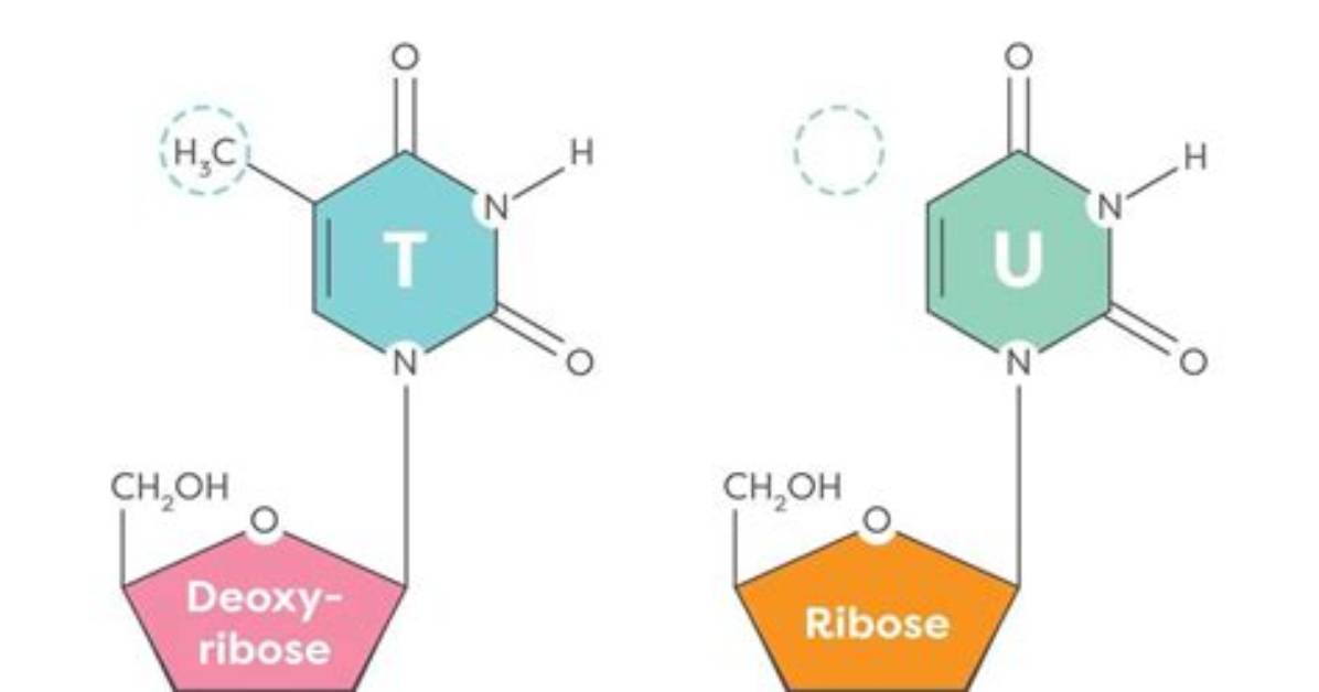 When Does Thymine Change to Uracil?