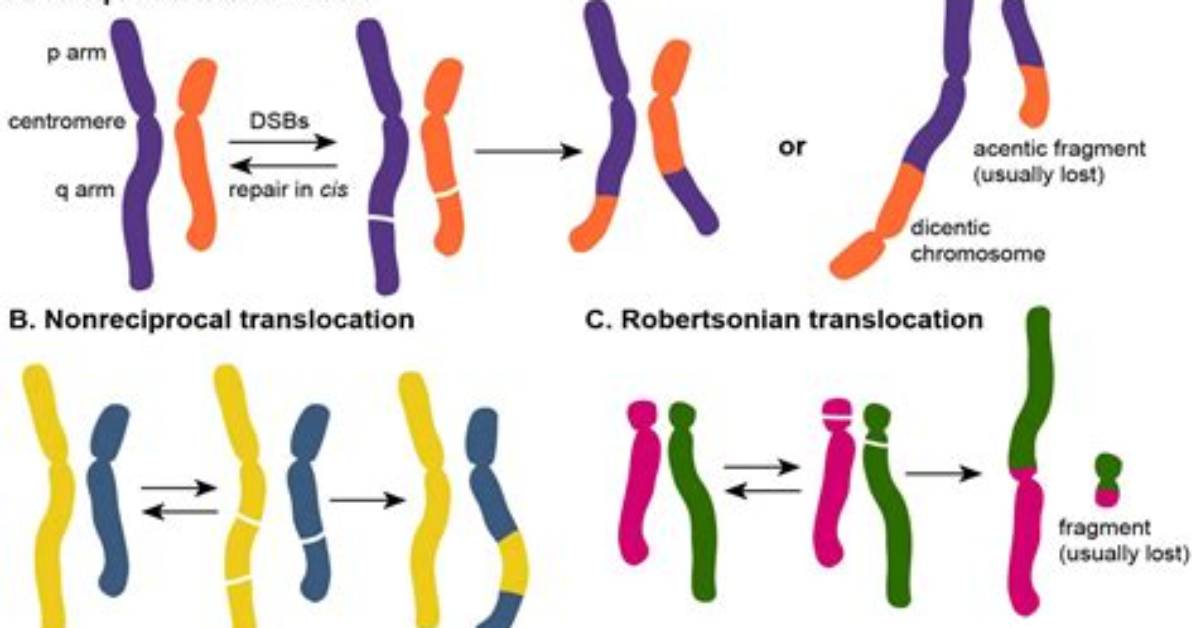 When Does Translocation Occur?