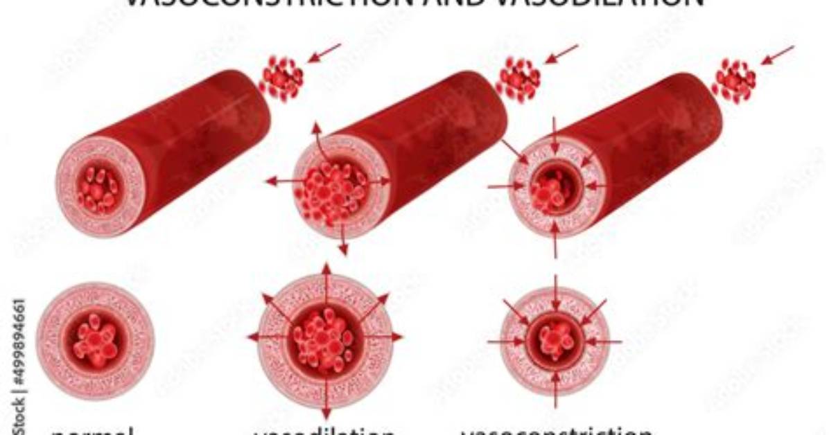 When Does Vasodilation Occur?
