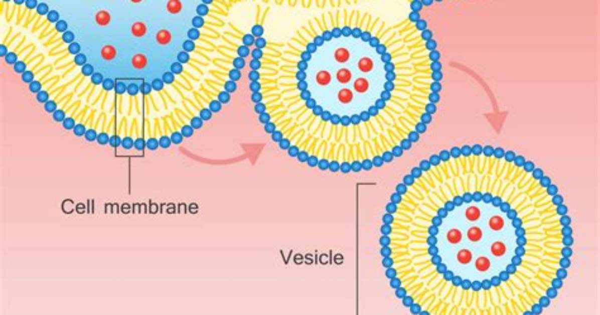 When Does Vesicles Happen?
