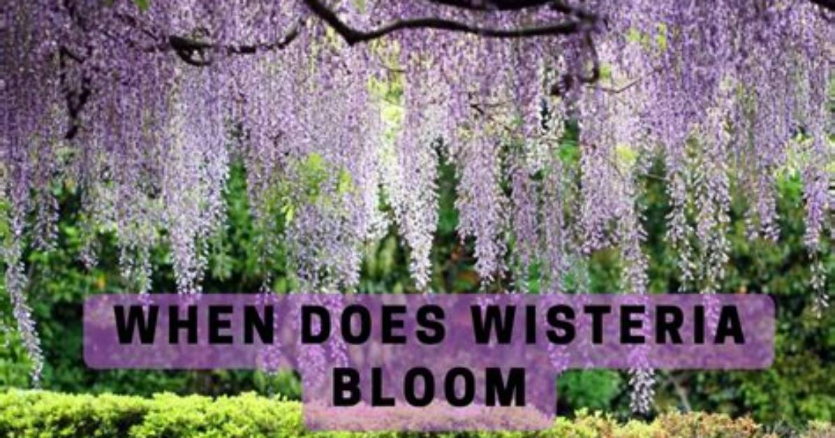 When Does Wisteria Bloom?