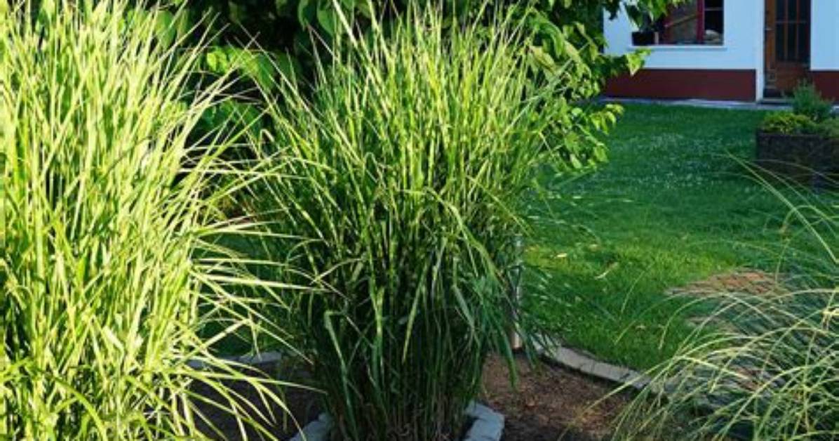 When Does Zebra Grass Grow Back?
