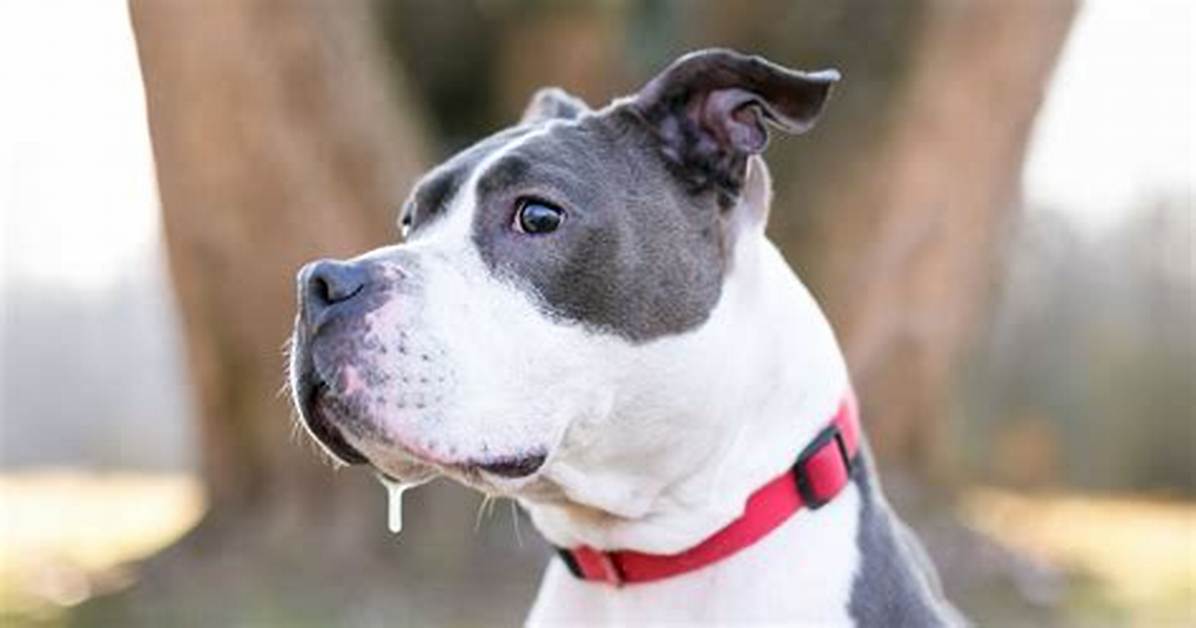 When Dogs Drool Excessively?