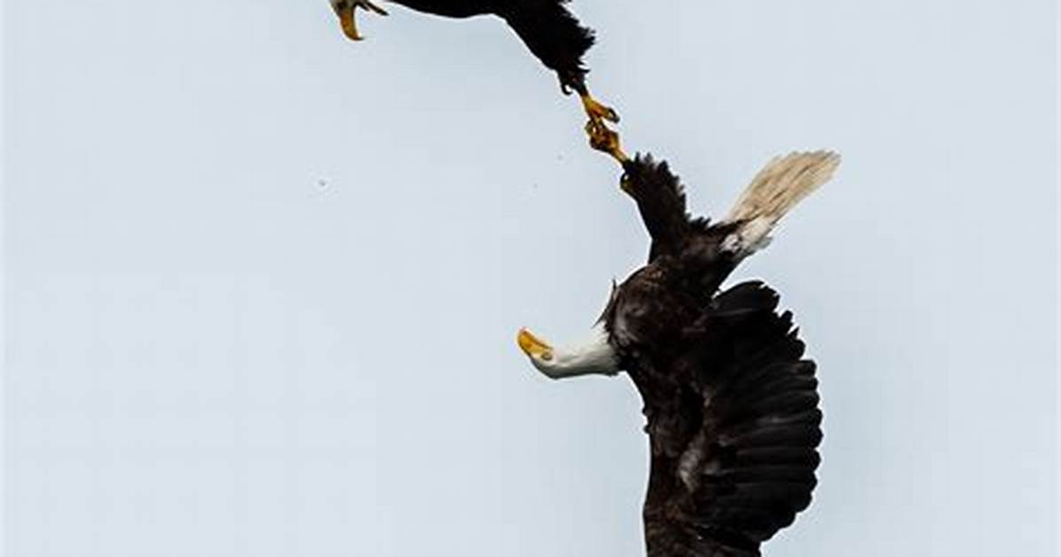 When Eagles Lock Talons?