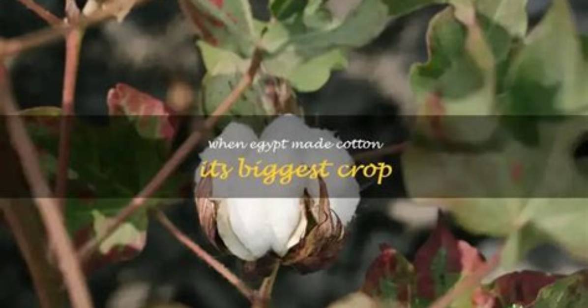 When Egypt Made Cotton Its Biggest Crop