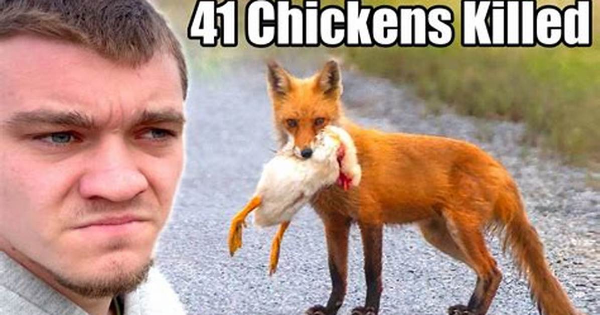 When Foxes Kill Chickens?
