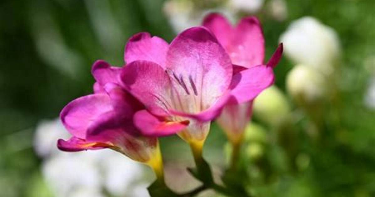 When Freesias Stop Flowering?