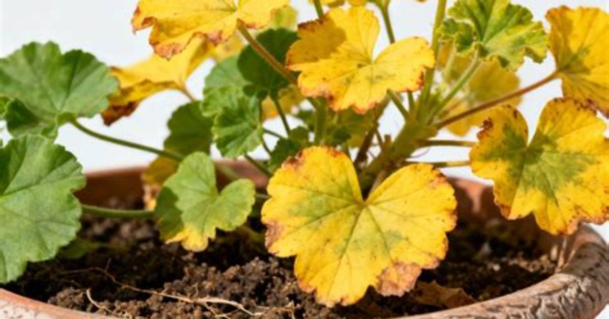 When Geranium Leaves Turn Brown?