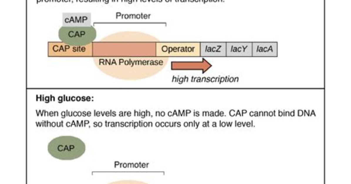 When Glucose Is High Camp Is?