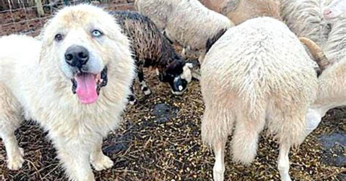 When Great Pyrenees Attack?